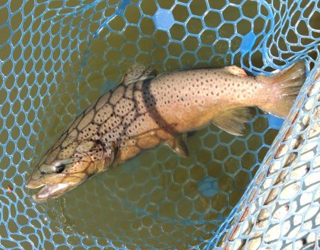 大型ブラウン連発！ ～岡崎トラウトポンド～